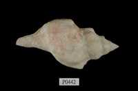 藏品(大赤旋螺)的圖片